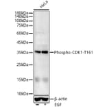 Western Blot - Anti-CDK1 (phospho Thr161) Antibody (A16578) - Antibodies.com