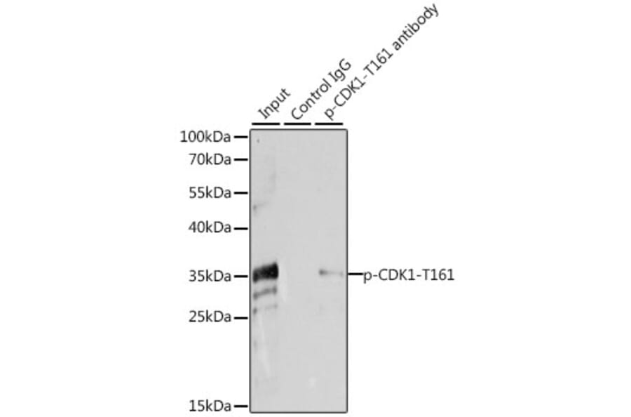 Western Blot - Anti-CDK1 (phospho Thr161) Antibody (A16578) - Antibodies.com