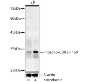 Western Blot - Anti-CDK2 (phospho Thr160) Antibody (A16579) - Antibodies.com