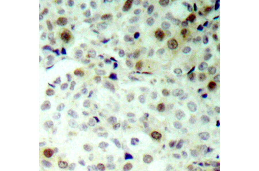 Immunohistochemistry - Anti-CDK2 (phospho Thr160) Antibody (A16579) - Antibodies.com
