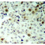 Immunohistochemistry - Anti-CDK2 (phospho Thr160) Antibody (A16579) - Antibodies.com