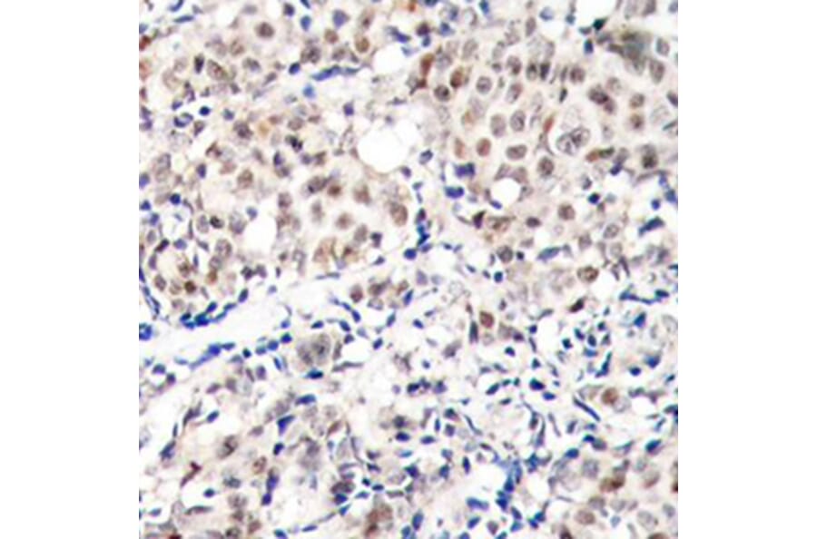 Immunohistochemistry - Anti-p27 KIP 1 (phospho Thr187) Antibody (A16580) - Antibodies.com