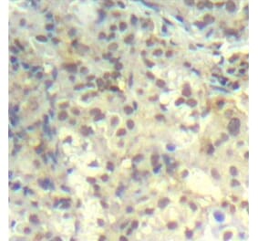 Immunohistochemistry - Anti-CFL1 (phospho Y139) Antibody (AP0330) - Antibodies.com