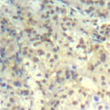 Immunohistochemistry - Anti-CFL1 (phospho Y139) Antibody (AP0330) - Antibodies.com