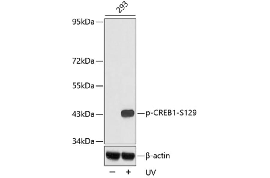 Western Blot - Anti-CREB1 (phospho S129) Antibody (AP0332) - Antibodies.com