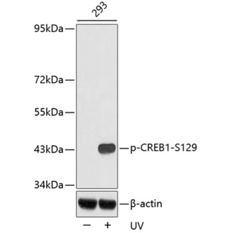 Western Blot - Anti-CREB1 (phospho S129) Antibody (AP0332) - Antibodies.com