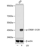 Western Blot - Anti-CREB1 (phospho S129) Antibody (AP0332) - Antibodies.com
