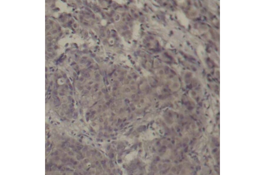 Immunohistochemistry - Anti-CREB (phospho Ser142) Antibody (A16583) - Antibodies.com