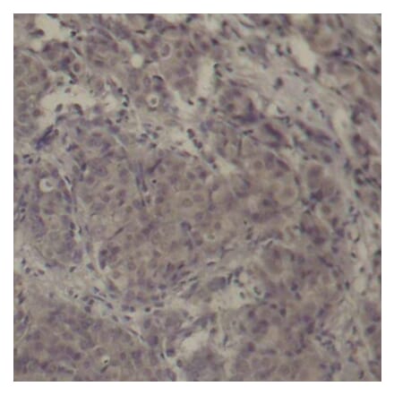 Immunohistochemistry - Anti-CREB (phospho Ser142) Antibody (A16583) - Antibodies.com