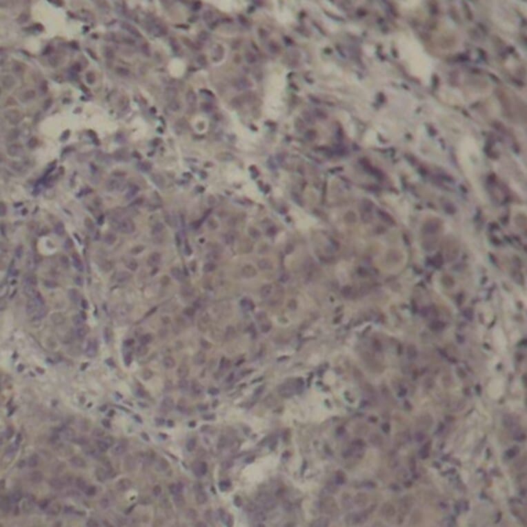 Immunohistochemistry - Anti-CREB (phospho Ser142) Antibody (A16583) - Antibodies.com