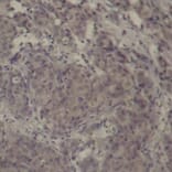 Immunohistochemistry - Anti-CREB (phospho Ser142) Antibody (A16583) - Antibodies.com