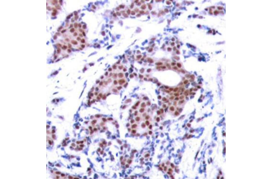 Immunohistochemistry - Anti-ELK1 (phospho S383) Antibody (AP0345) - Antibodies.com