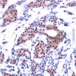 Immunohistochemistry - Anti-ELK1 (phospho S383) Antibody (AP0345) - Antibodies.com