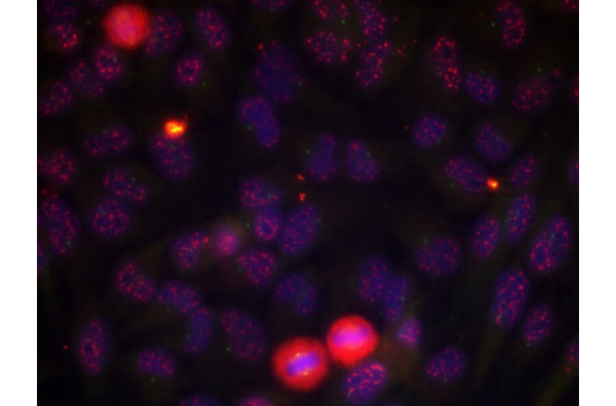 Immunofluorescence - Anti-ELK1 (phospho T417) Antibody (AP0346) - Antibodies.com