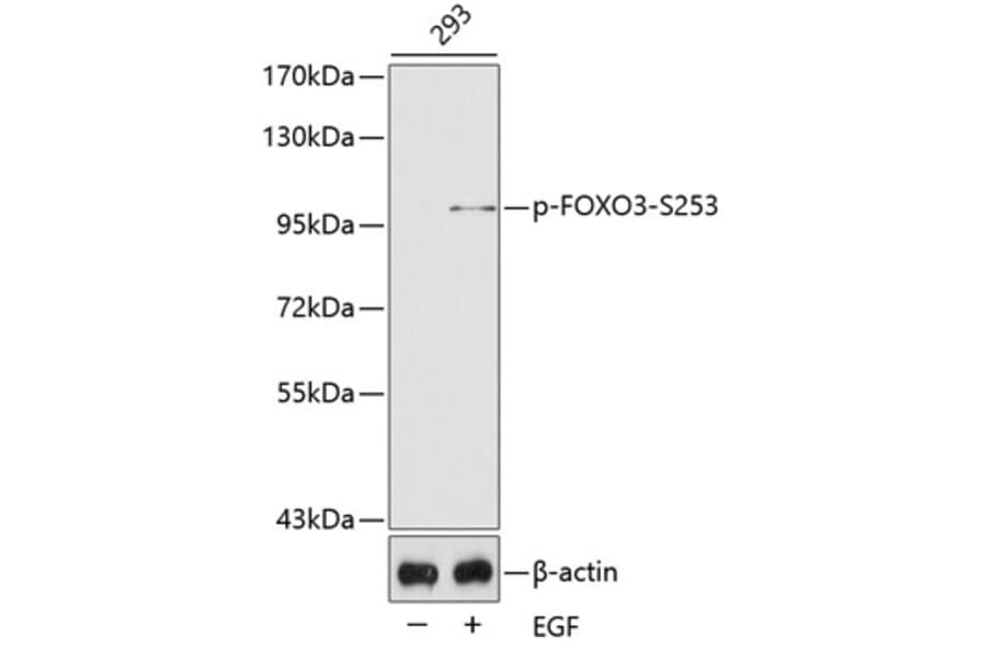 Western Blot - Anti-FOXO3 (phospho S253) Antibody (AP0351) - Antibodies.com