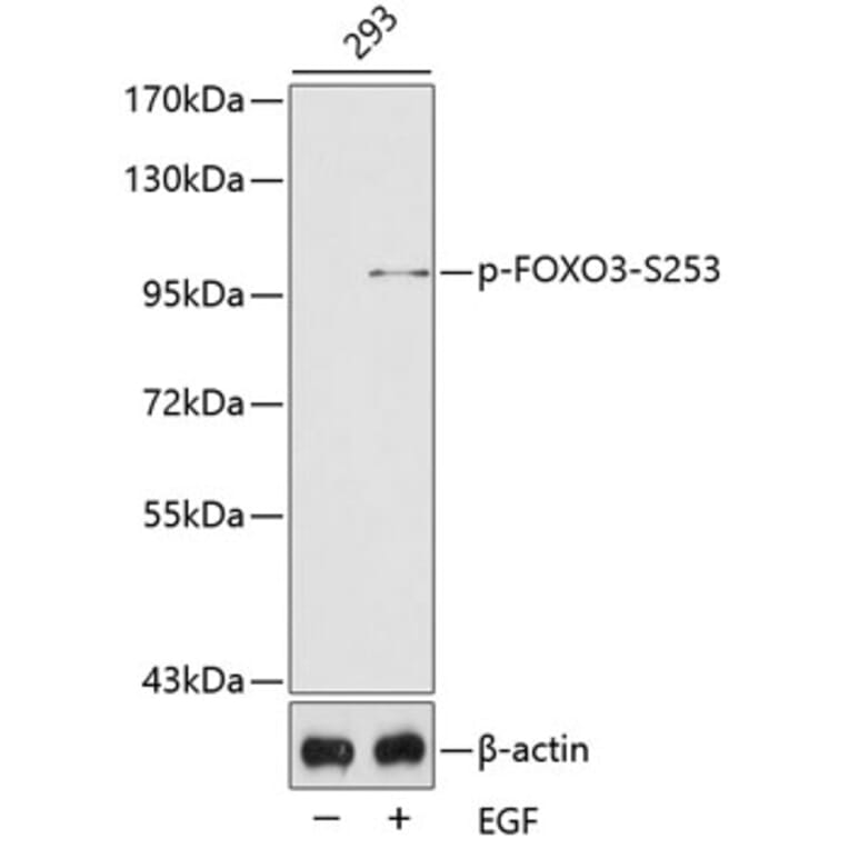 Western Blot - Anti-FOXO3 (phospho S253) Antibody (AP0351) - Antibodies.com