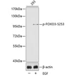 Western Blot - Anti-FOXO3 (phospho S253) Antibody (AP0351) - Antibodies.com