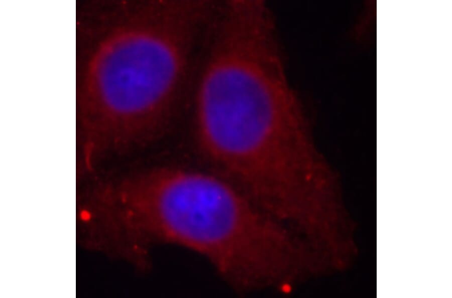 Immunofluorescence - Anti-GAP43 (phospho Ser41) Antibody (A16591) - Antibodies.com