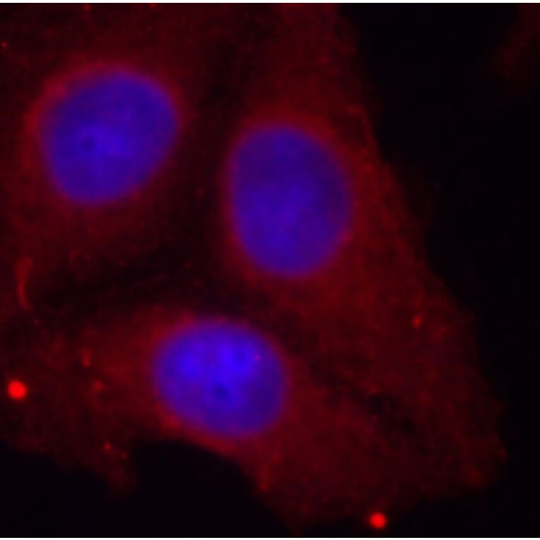Immunofluorescence - Anti-GAP43 (phospho Ser41) Antibody (A16591) - Antibodies.com