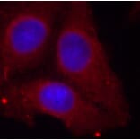 Immunofluorescence - Anti-GAP43 (phospho Ser41) Antibody (A16591) - Antibodies.com