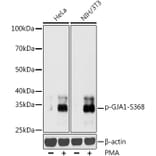 Western Blot - Anti-Connexin 43 / GJA1 (phospho Ser368) Antibody (A16593) - Antibodies.com