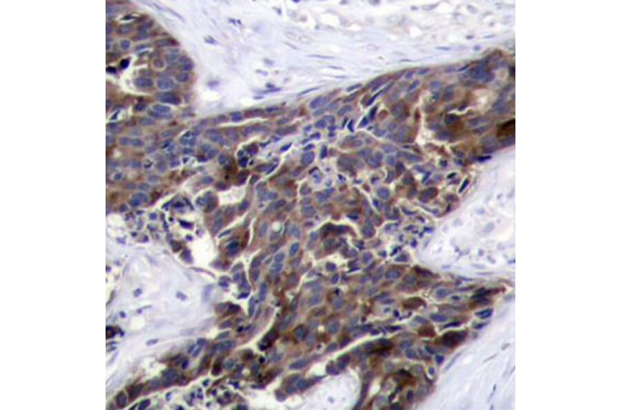 Immunohistochemistry - Anti-Connexin 43 / GJA1 (phospho Ser368) Antibody (A16593) - Antibodies.com
