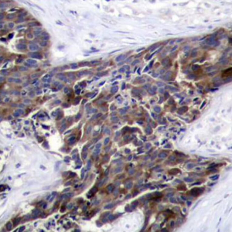 Immunohistochemistry - Anti-Connexin 43 / GJA1 (phospho Ser368) Antibody (A16593) - Antibodies.com