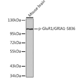 Western Blot - Anti-Glutamate Receptor 1 (AMPA subtype) (phospho Ser836) Antibody (A16594) - Antibodies.com