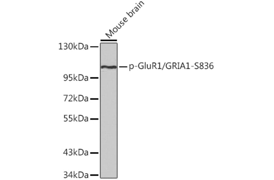 Western Blot - Anti-Glutamate Receptor 1 (AMPA subtype) (phospho Ser836) Antibody (A16594) - Antibodies.com