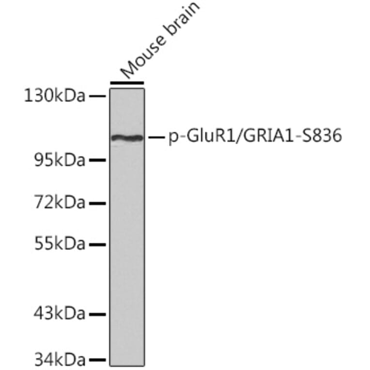 Western Blot - Anti-Glutamate Receptor 1 (AMPA subtype) (phospho Ser836) Antibody (A16594) - Antibodies.com
