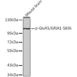Western Blot - Anti-Glutamate Receptor 1 (AMPA subtype) (phospho Ser836) Antibody (A16594) - Antibodies.com