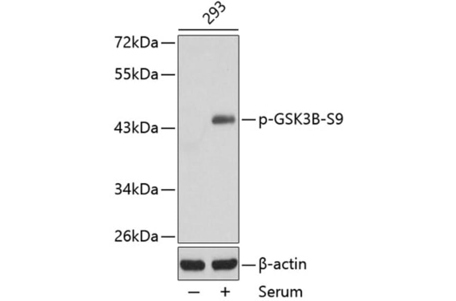 Western Blot - Anti-GSK3B (phospho S9) Antibody (AP0358) - Antibodies.com