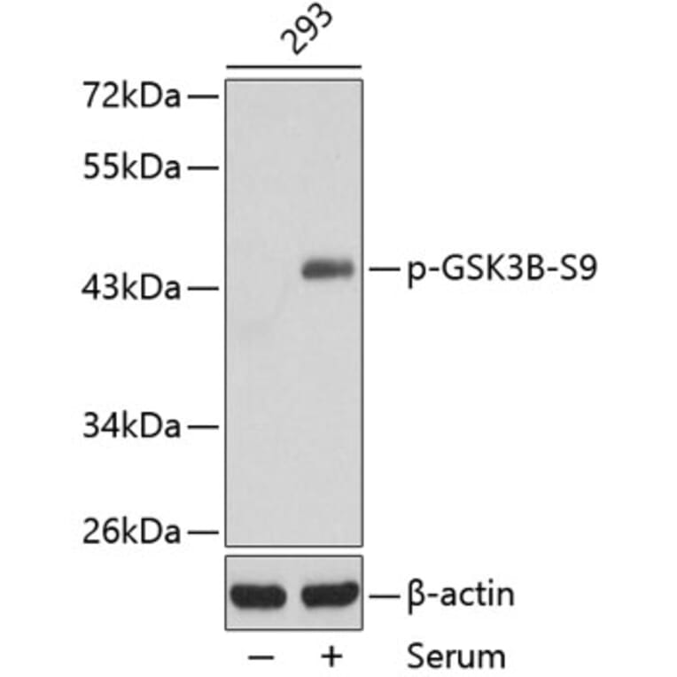 Western Blot - Anti-GSK3B (phospho S9) Antibody (AP0358) - Antibodies.com