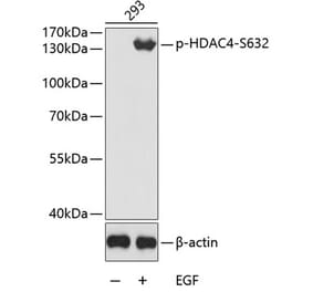 Western Blot - Anti-HDAC4 (phospho Ser632) Antibody (A16597) - Antibodies.com