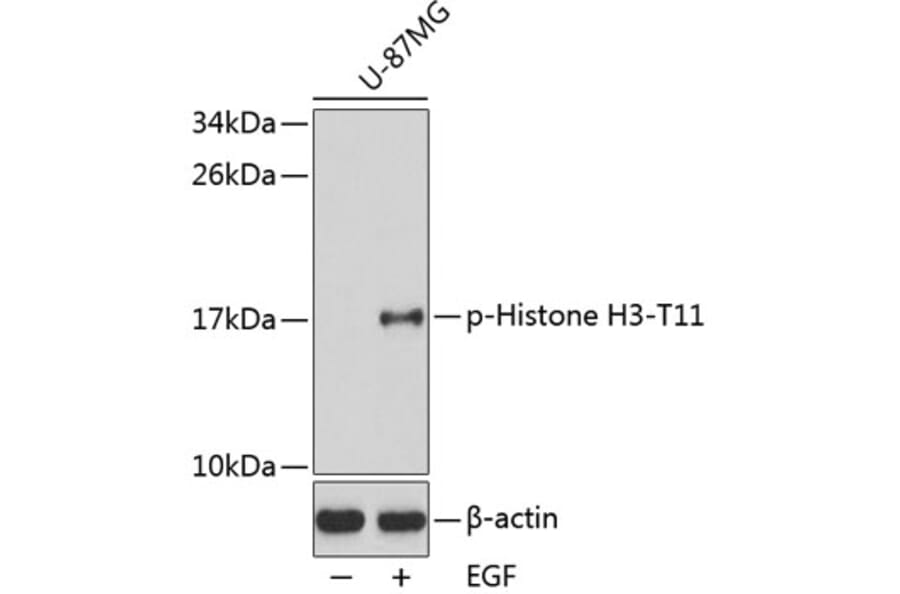 Western Blot - Anti-Histone H3 (phospho T11) Antibody (AP0361) - Antibodies.com