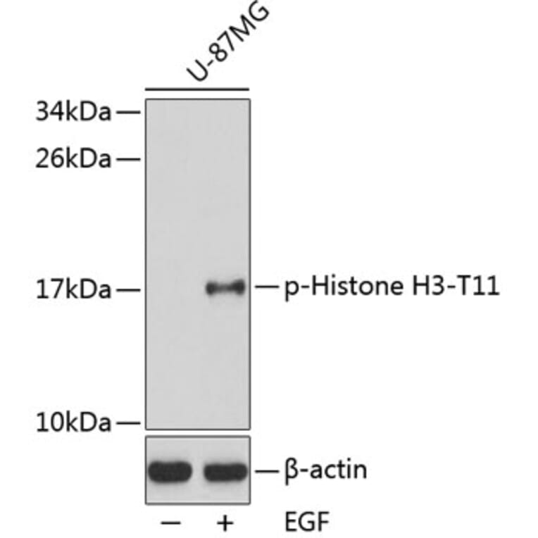 Western Blot - Anti-Histone H3 (phospho T11) Antibody (AP0361) - Antibodies.com