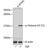 Western Blot - Anti-Histone H3 (phospho T11) Antibody (AP0361) - Antibodies.com
