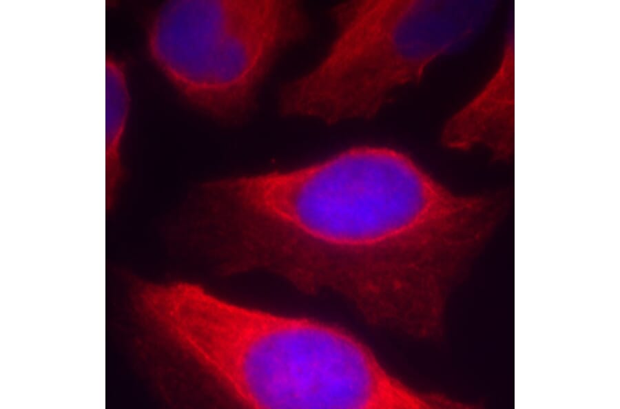 Immunofluorescence - Anti-IKBKB (phospho Y199) Antibody (AP0369) - Antibodies.com