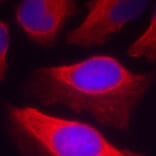 Immunofluorescence - Anti-IKBKB (phospho Y199) Antibody (AP0369) - Antibodies.com