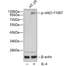 Western Blot - Anti-JAK2 (phospho Tyr1007) Antibody (A16605) - Antibodies.com