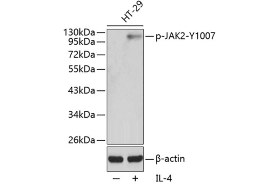Western Blot - Anti-JAK2 (phospho Tyr1007) Antibody (A16605) - Antibodies.com