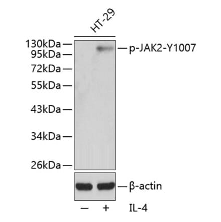 Western Blot - Anti-JAK2 (phospho Tyr1007) Antibody (A16605) - Antibodies.com