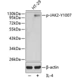 Western Blot - Anti-JAK2 (phospho Tyr1007) Antibody (A16605) - Antibodies.com