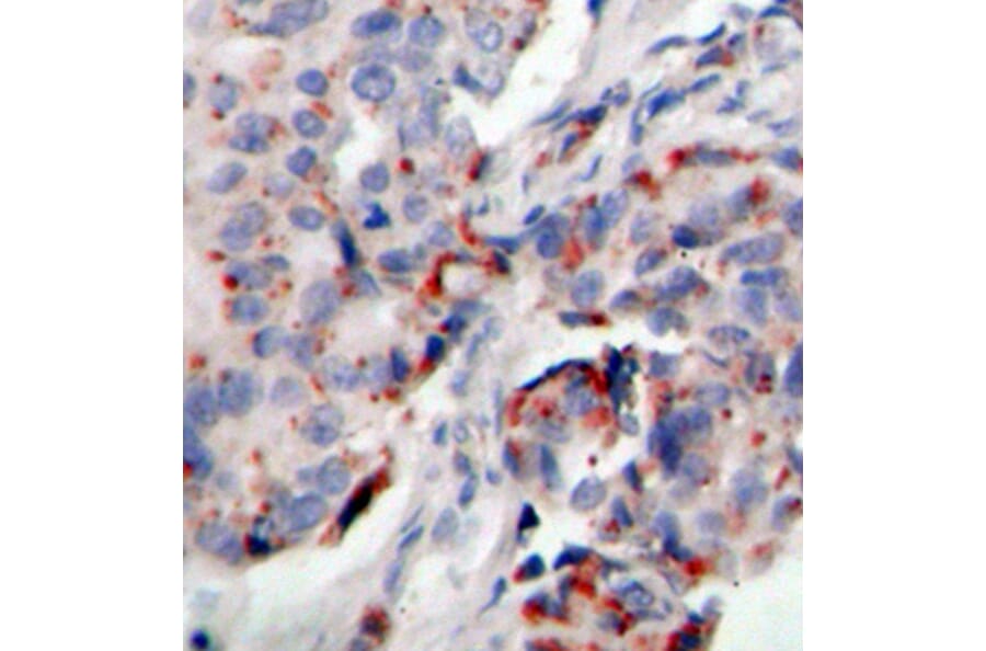 Immunohistochemistry - Anti-JAK2 (phospho Tyr221) Antibody (A16606) - Antibodies.com