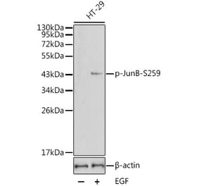 Western Blot - Anti-JunB (phospho Ser259) Antibody (A16607) - Antibodies.com