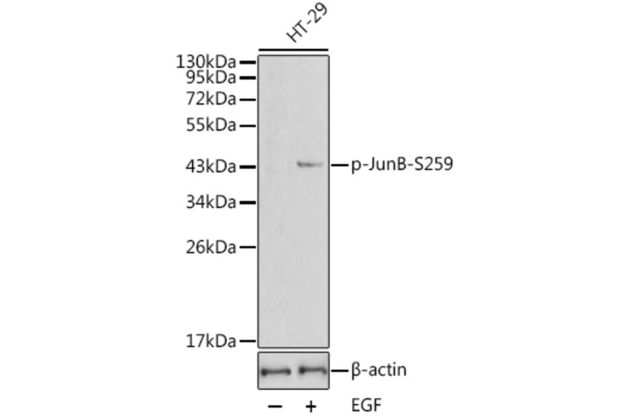 Western Blot - Anti-JunB (phospho Ser259) Antibody (A16607) - Antibodies.com