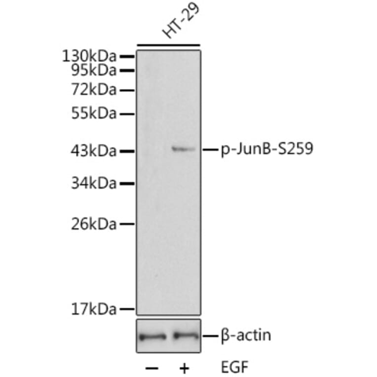 Western Blot - Anti-JunB (phospho Ser259) Antibody (A16607) - Antibodies.com