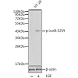 Western Blot - Anti-JunB (phospho Ser259) Antibody (A16607) - Antibodies.com