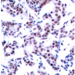 Immunohistochemistry - Anti-JunB (phospho Ser259) Antibody (A16607) - Antibodies.com