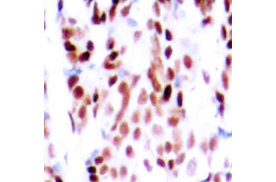 Immunohistochemistry - Anti-JUNB (phospho S79) Antibody (AP0376) - Antibodies.com